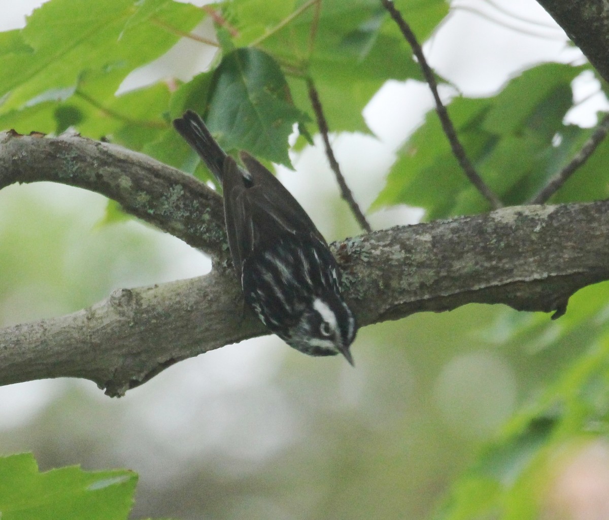 Black-and-white Warbler - Hélène Crête