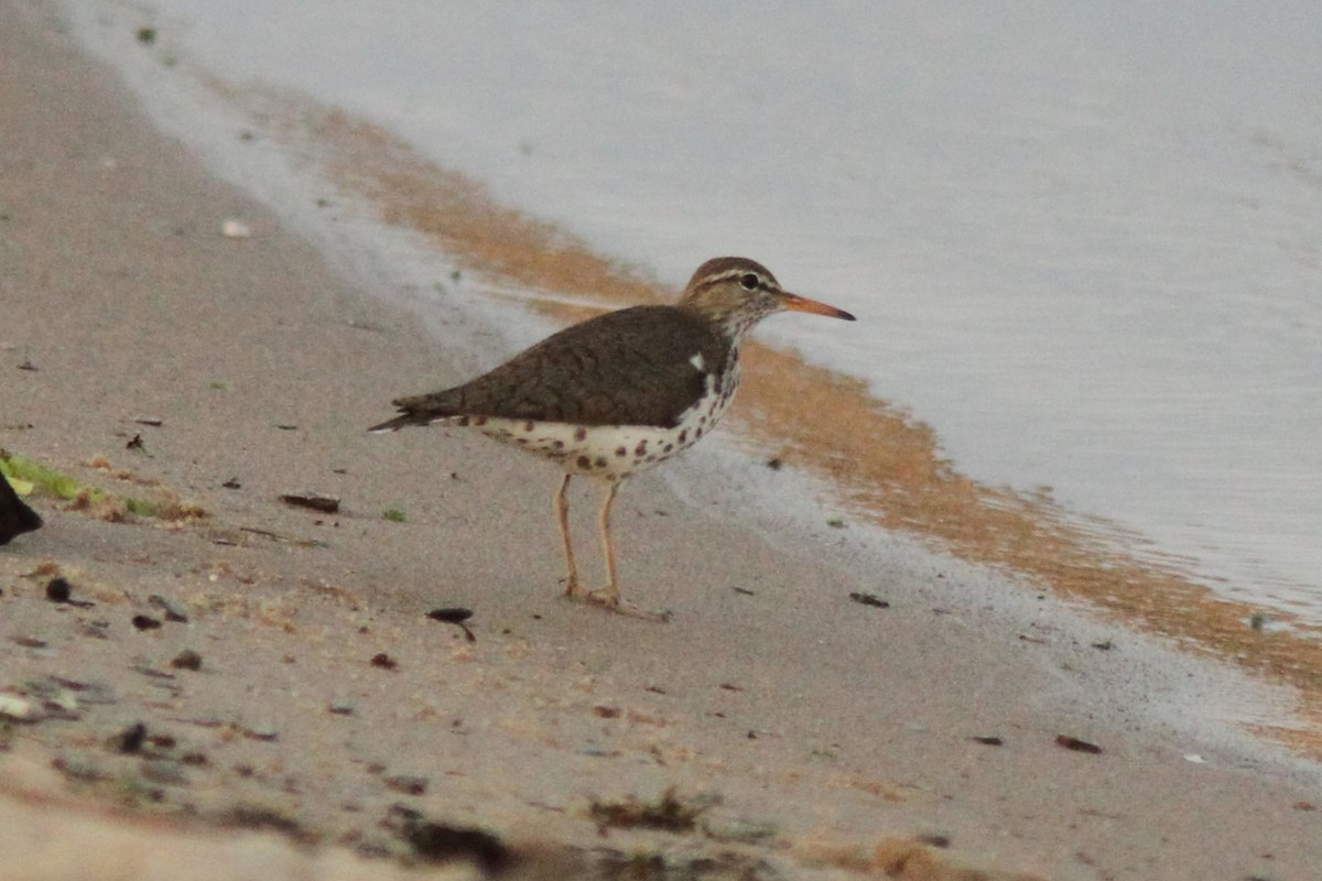 Spotted Sandpiper - ML620642741