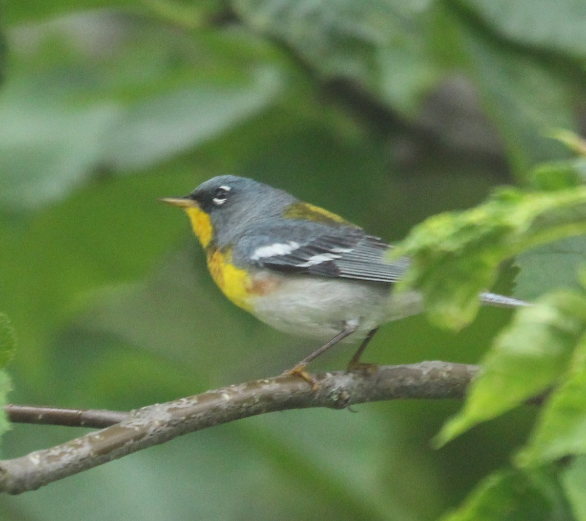 Northern Parula - Hélène Crête