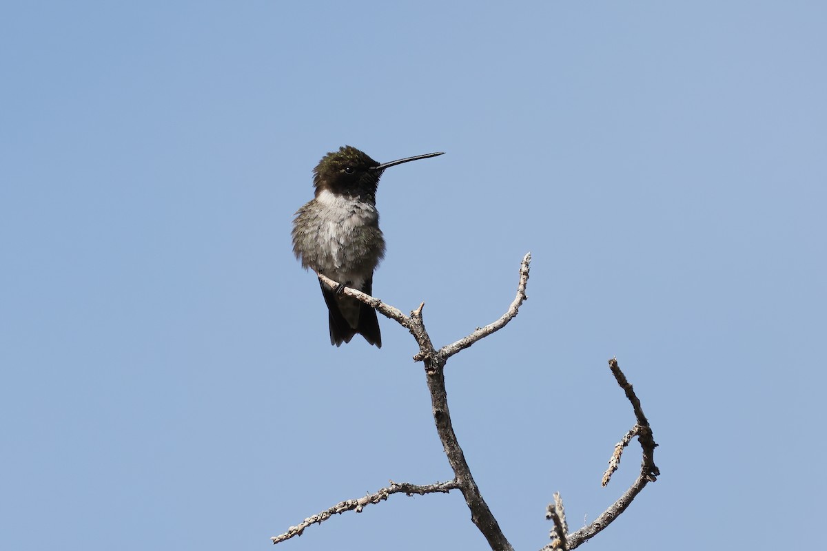 Colibri à gorge noire - ML620642743