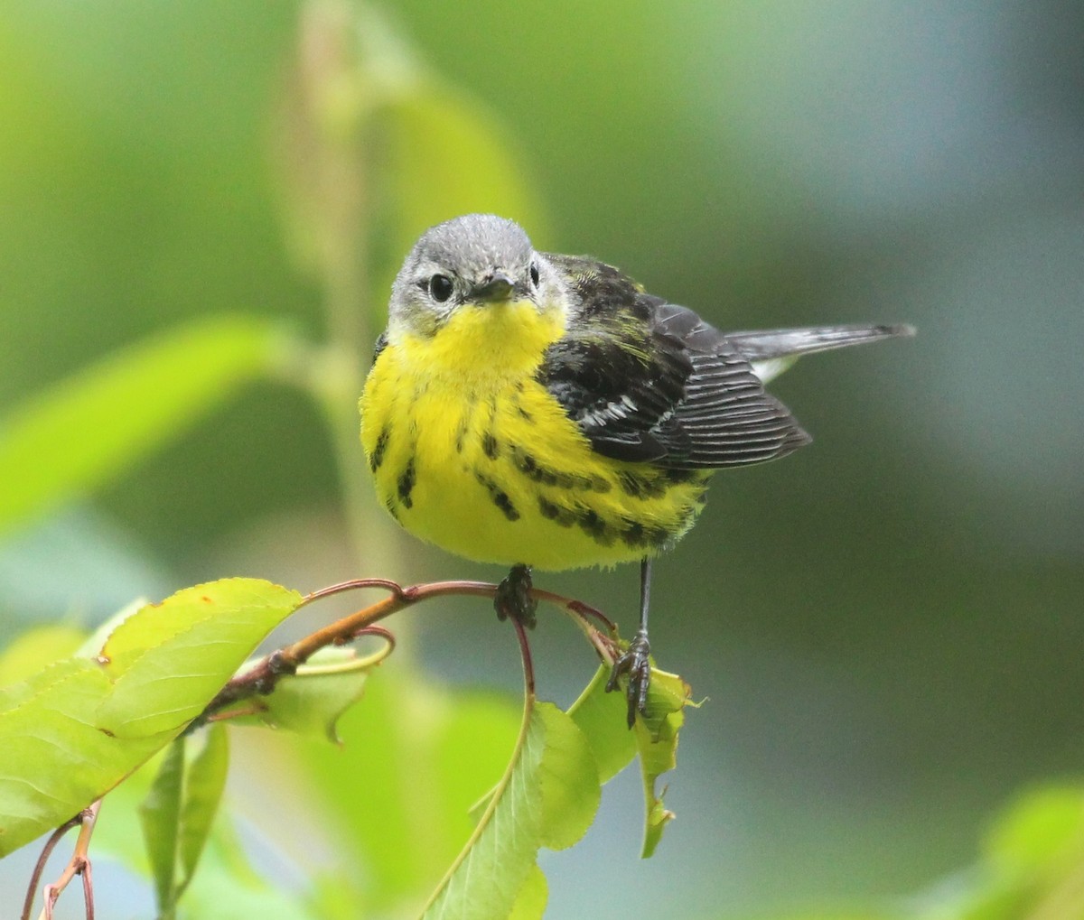 Magnolia Warbler - ML620642744