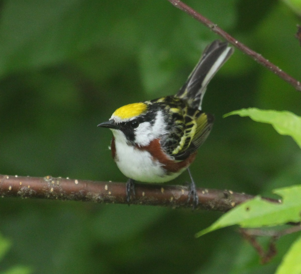 Chestnut-sided Warbler - ML620642748