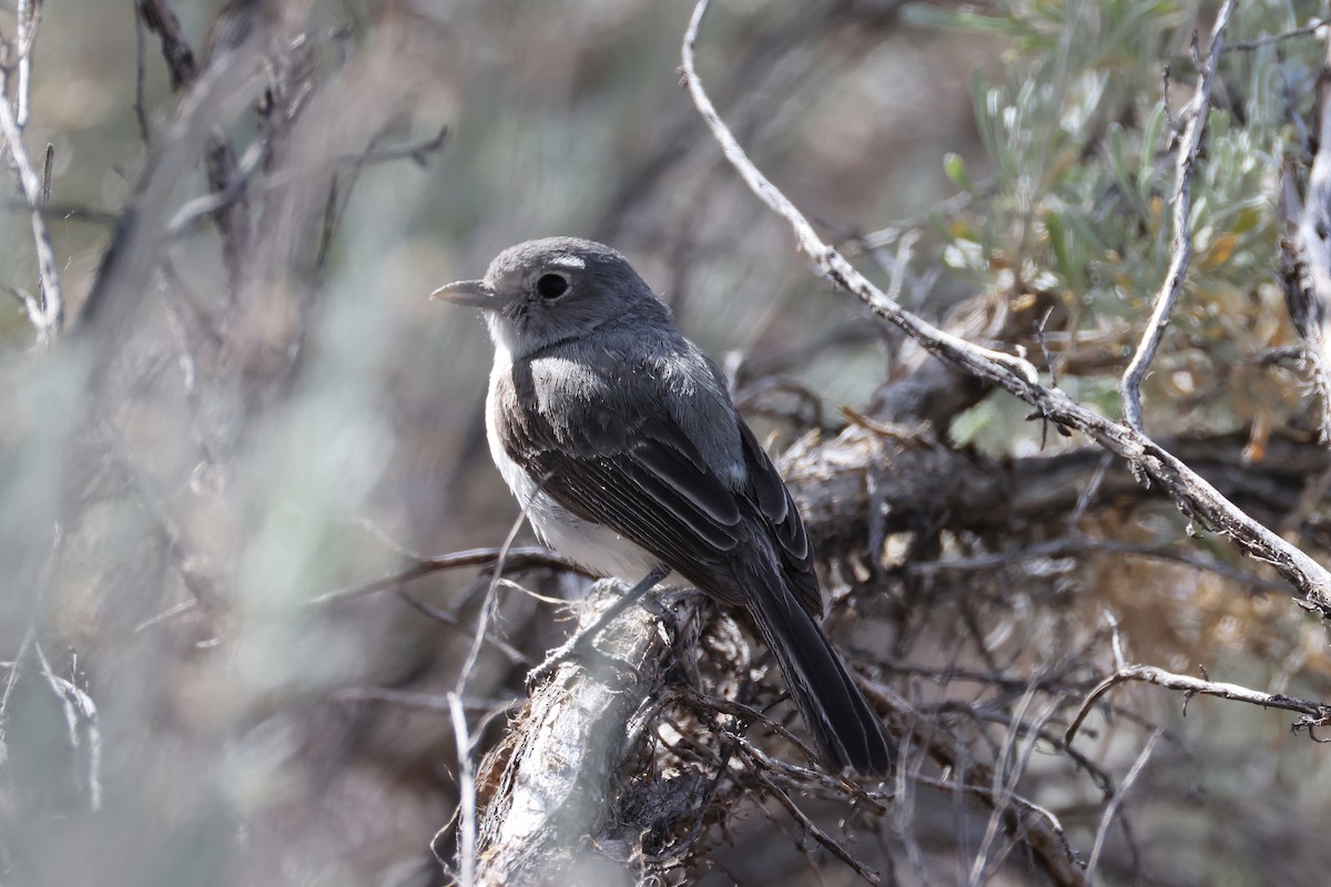 Gray Vireo - ML620642749