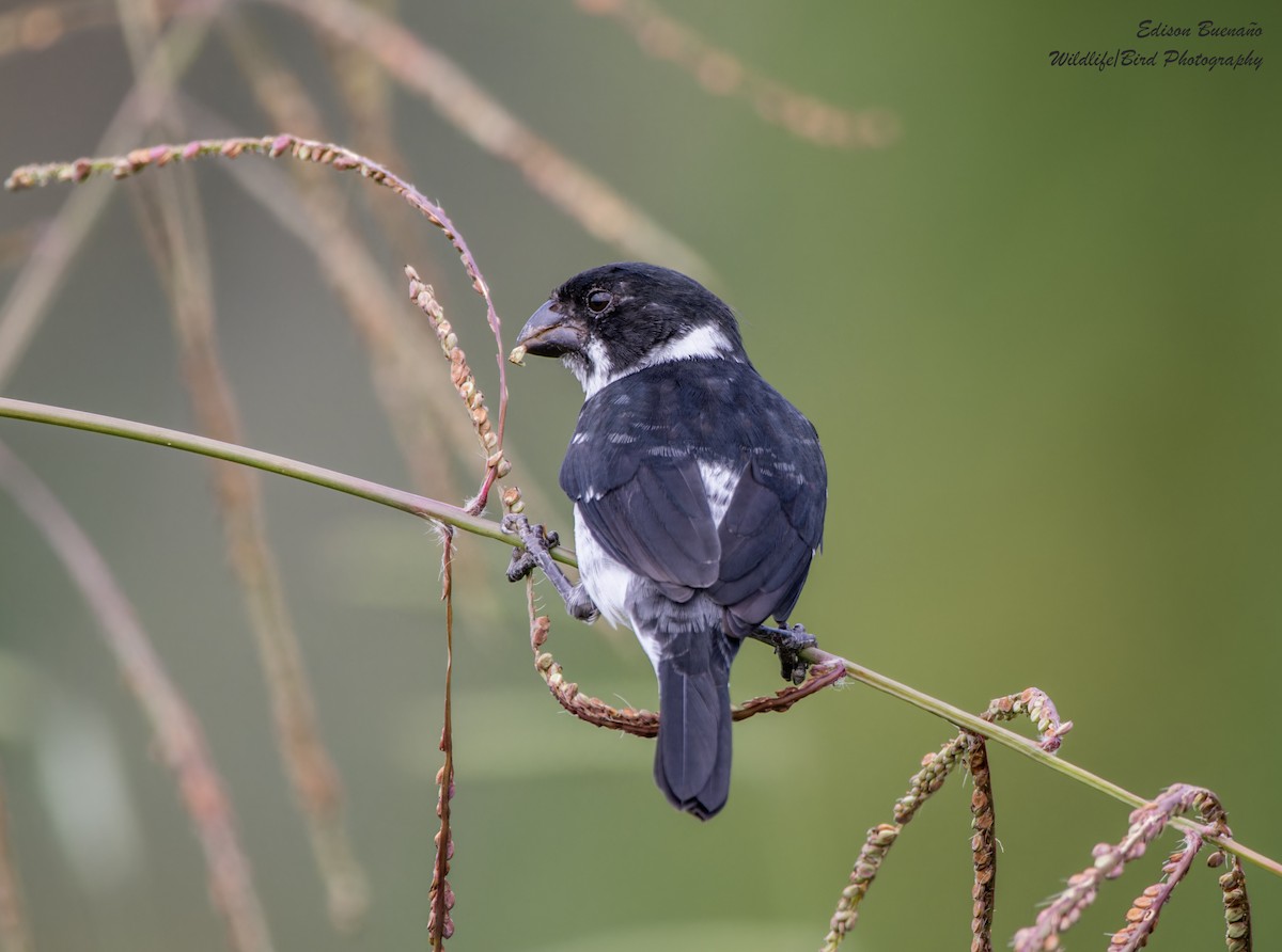 Wing-barred Seedeater (Caqueta) - ML620642750