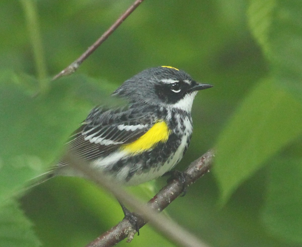 Yellow-rumped Warbler - ML620642753