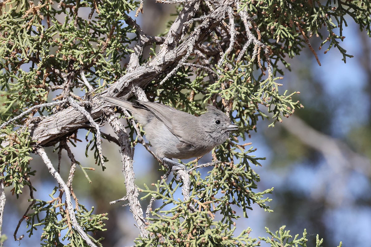 Juniper Titmouse - ML620642754