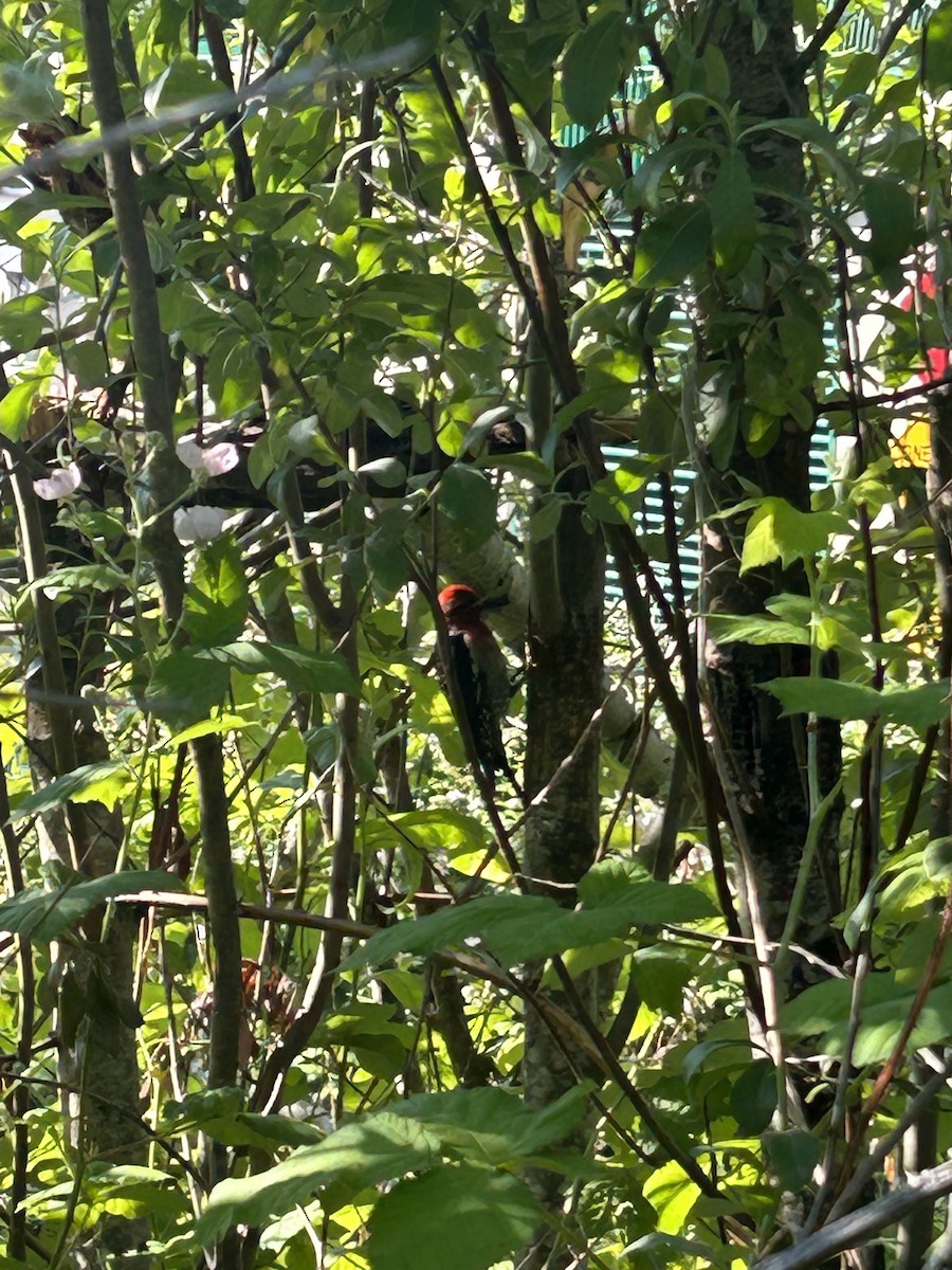 Red-breasted Sapsucker - ML620642755