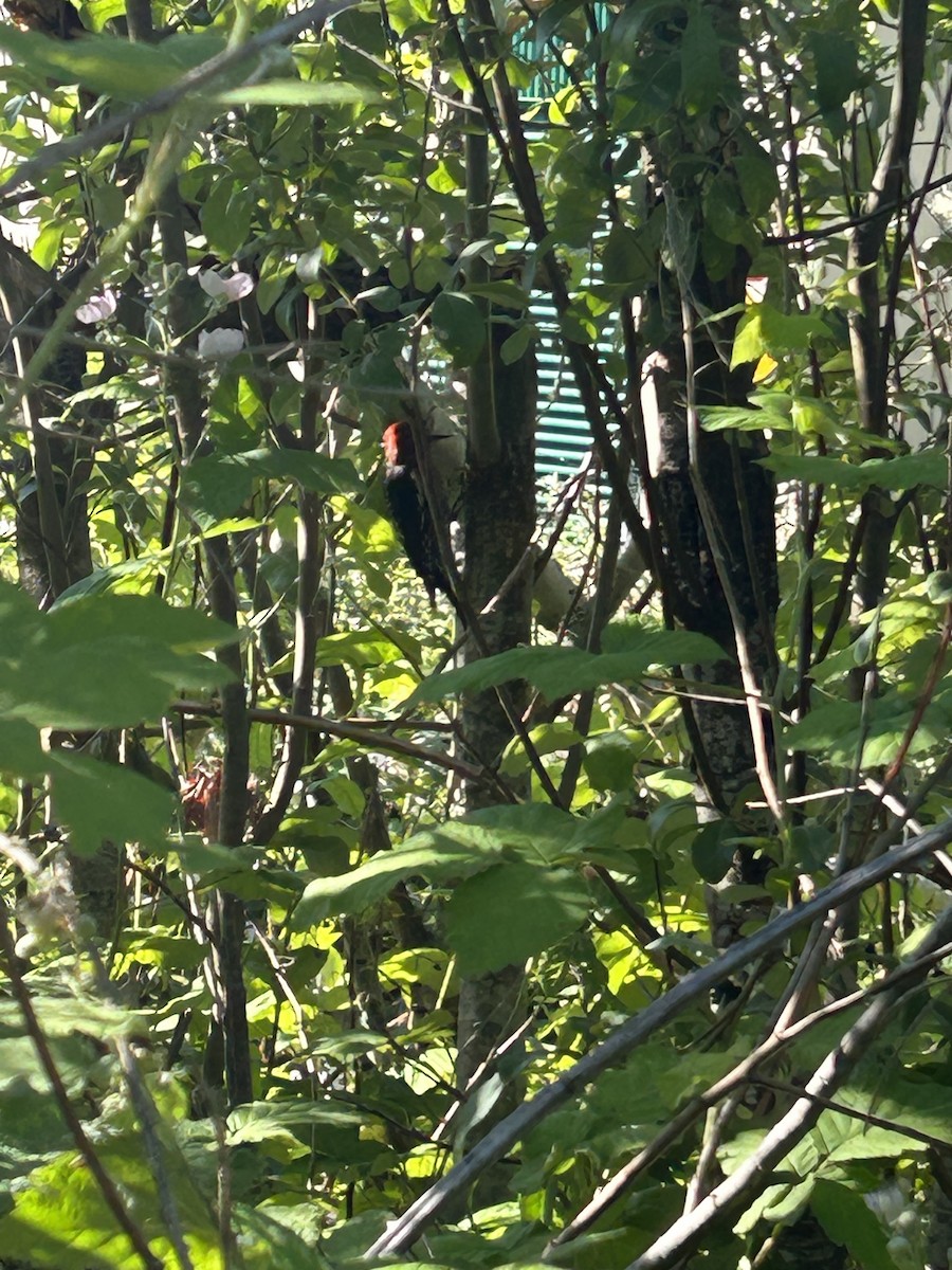 Red-breasted Sapsucker - ML620642756