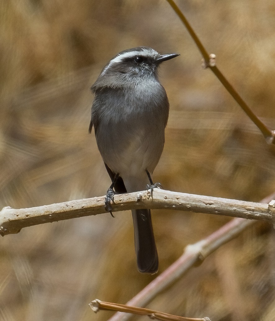 White-browed Chat-Tyrant - ML620642761