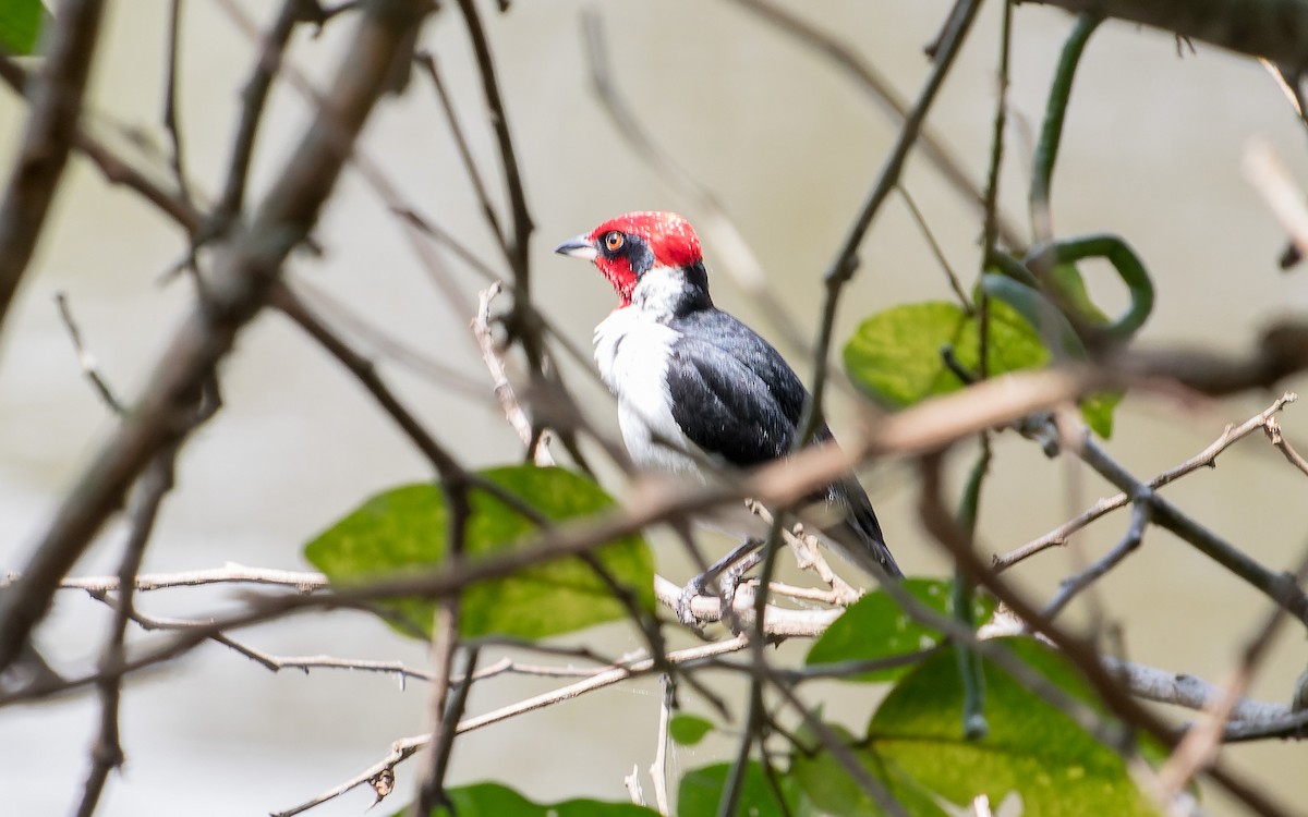 Masked Cardinal - ML620642762