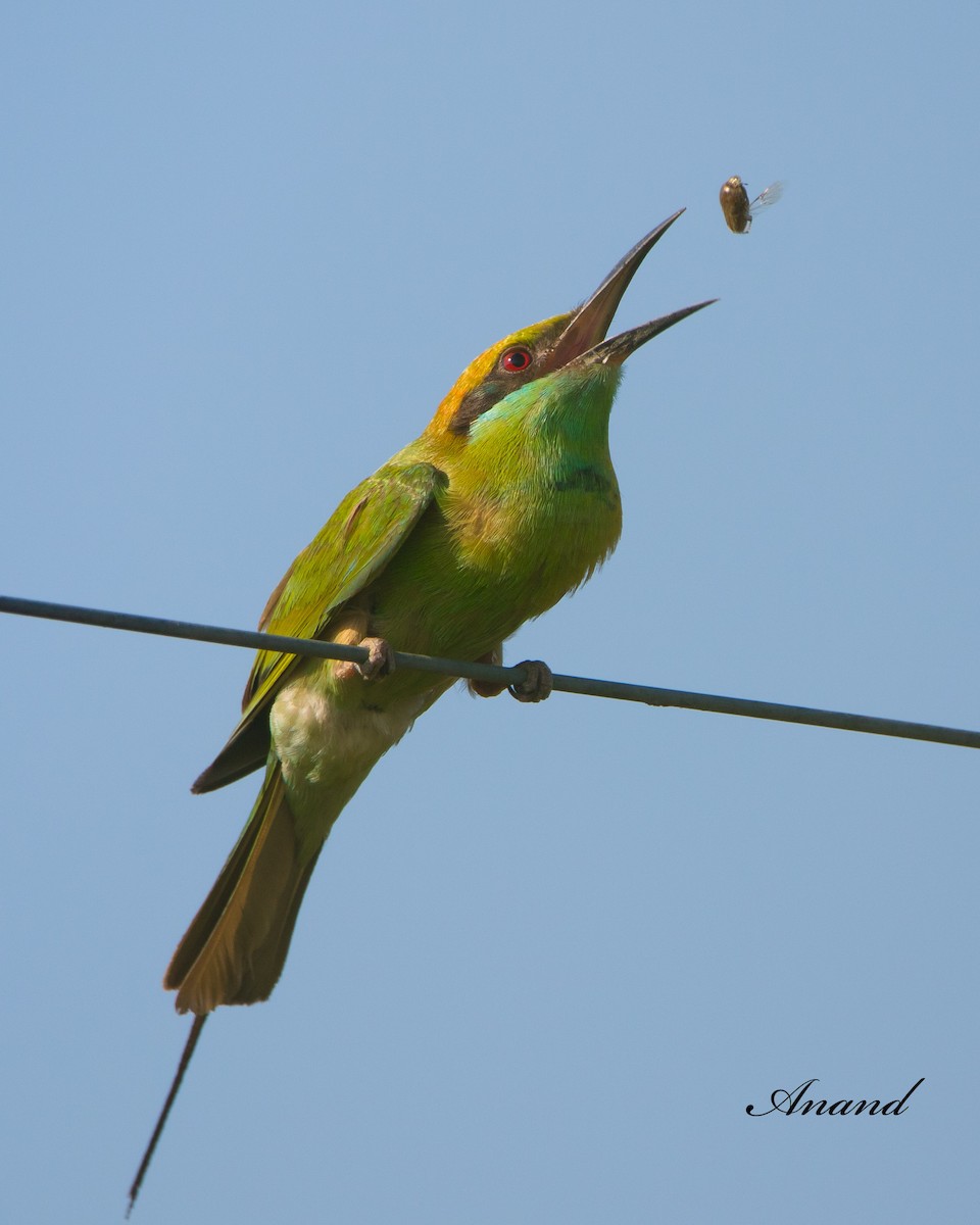 Asian Green Bee-eater - ML620642767