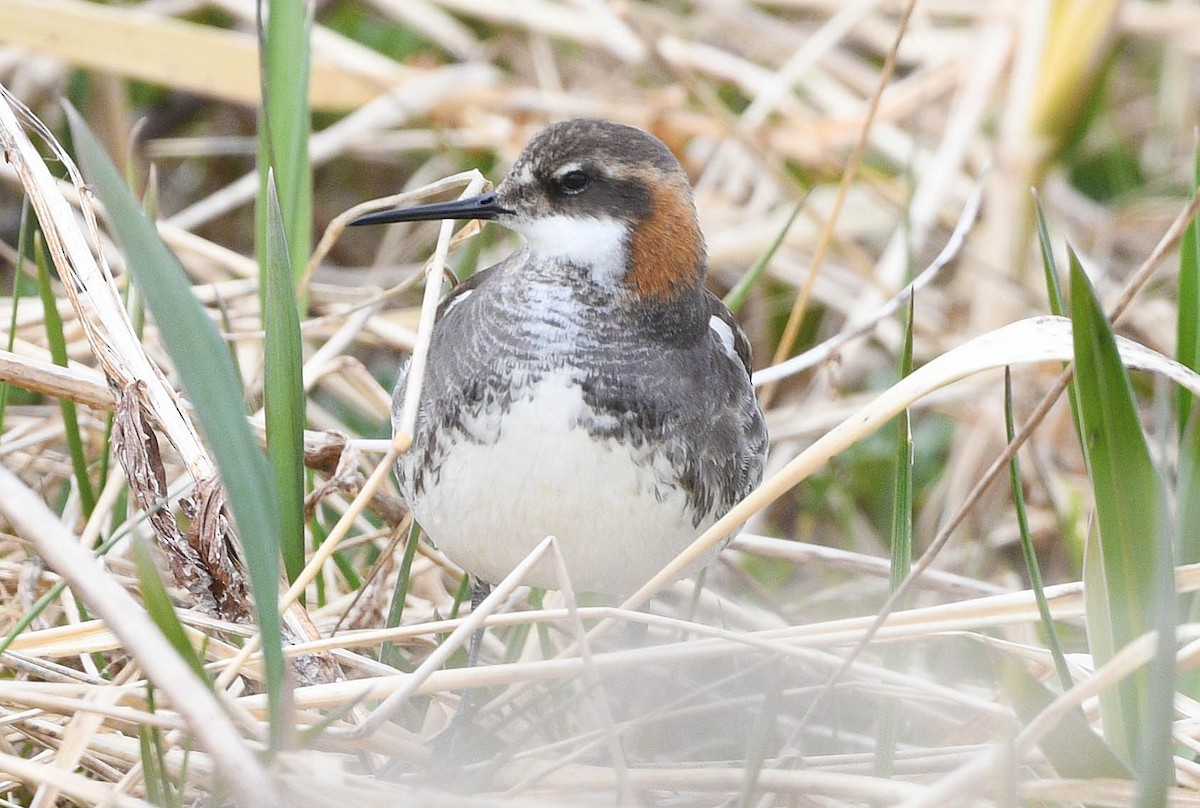 Phalarope à bec étroit - ML620642769