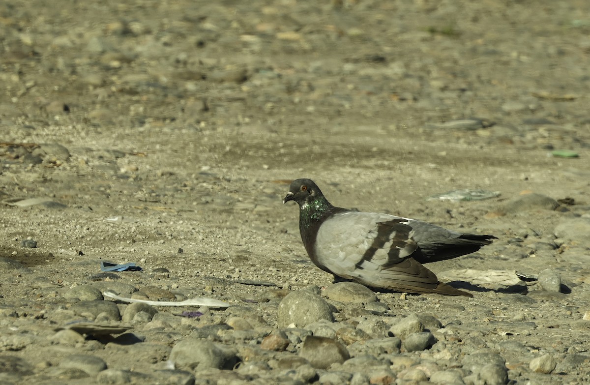 Rock Pigeon (Feral Pigeon) - ML620642770