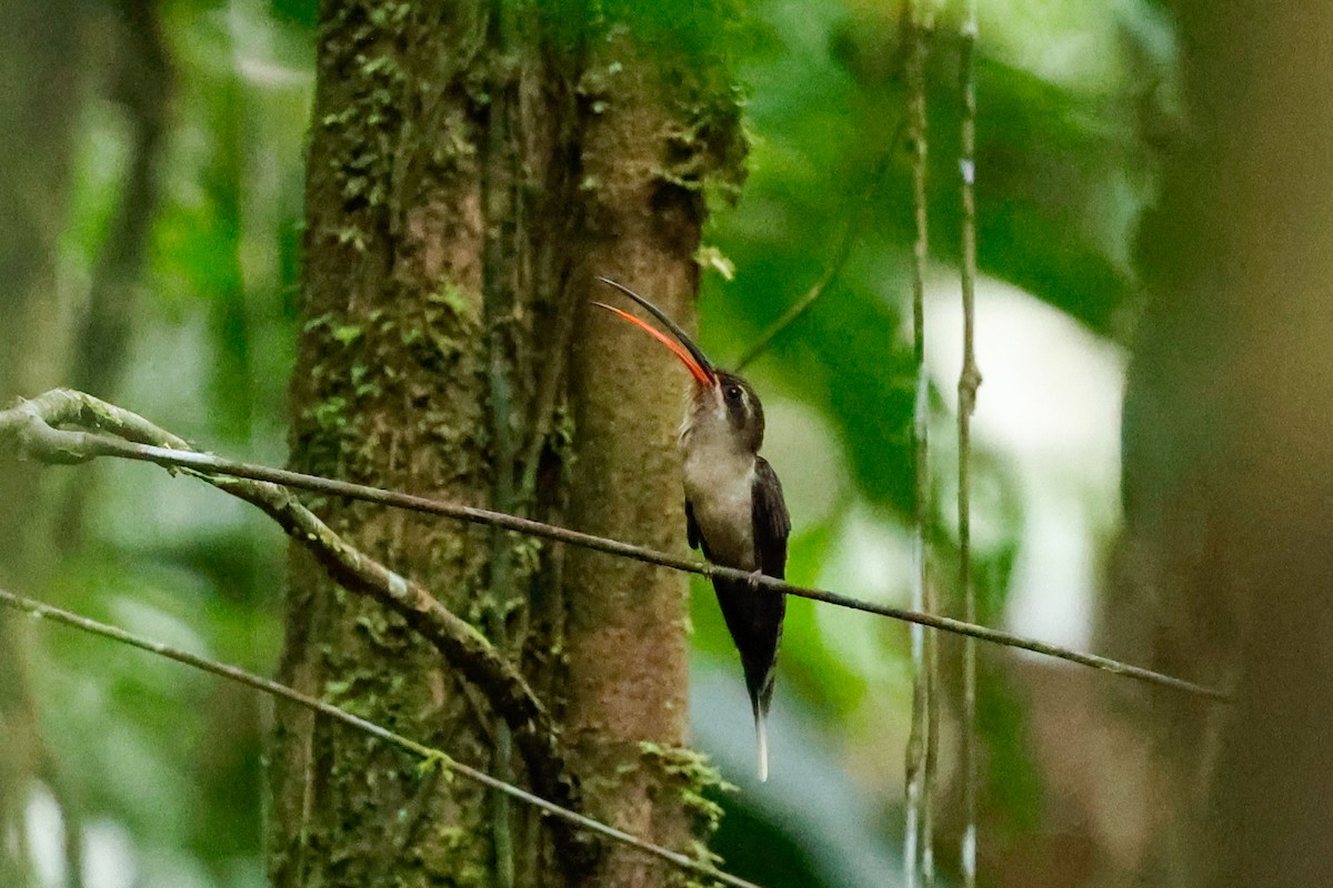 Great-billed Hermit - ML620642775