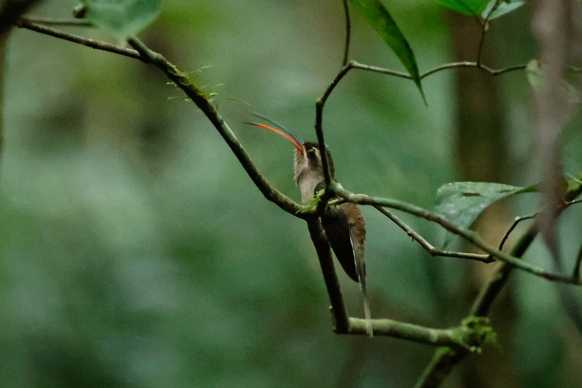 Great-billed Hermit - Tom Feild