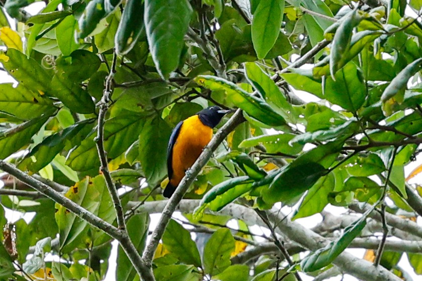 Rufous-bellied Euphonia - ML620642779