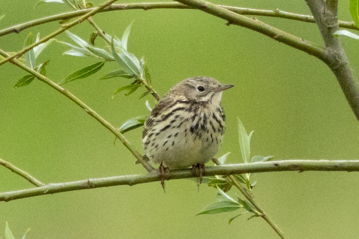 Meadow Pipit - ML620642781