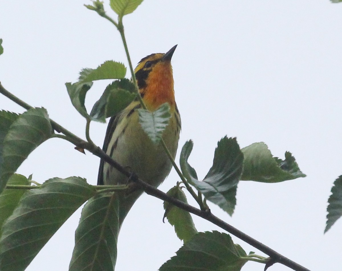 Blackburnian Warbler - ML620642785