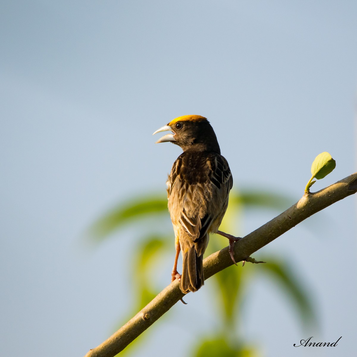 Black-breasted Weaver - Anand Singh