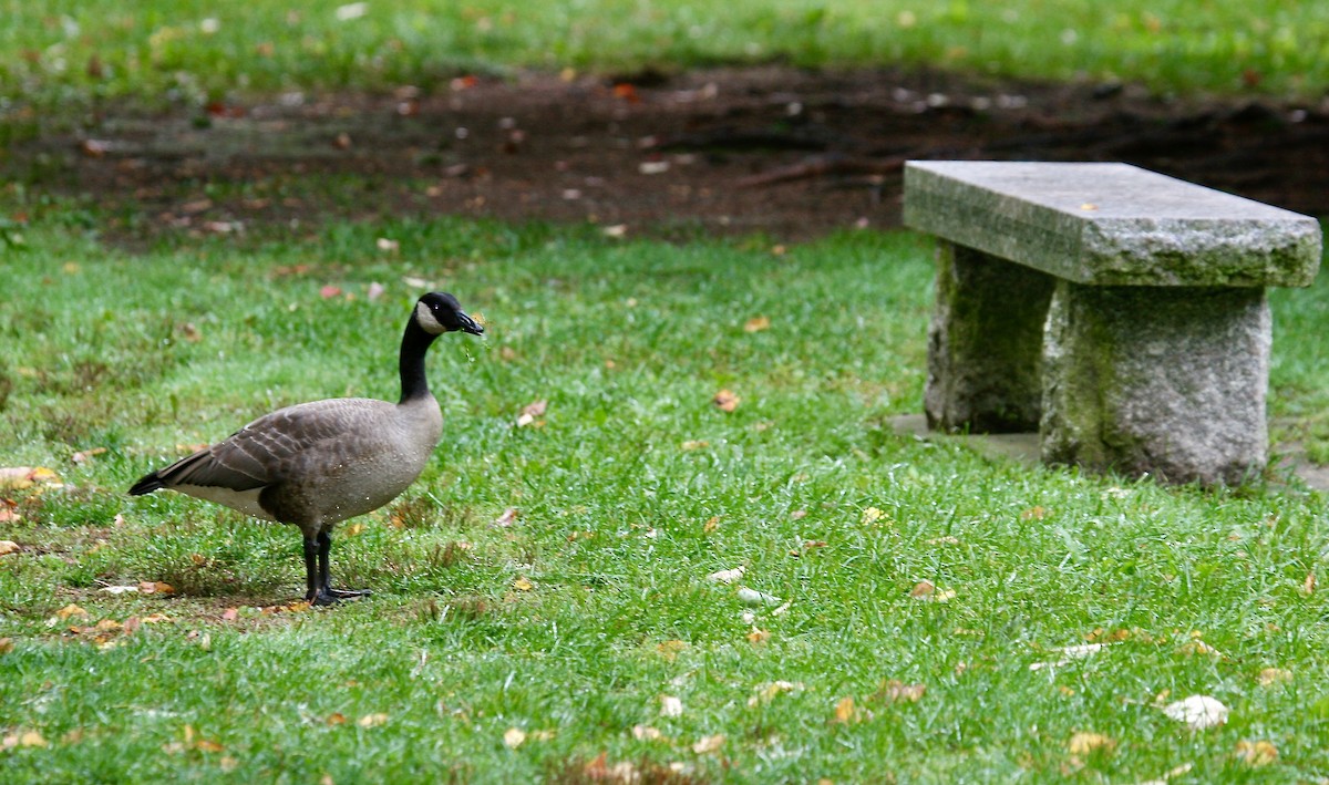 Canada Goose - ML620642792