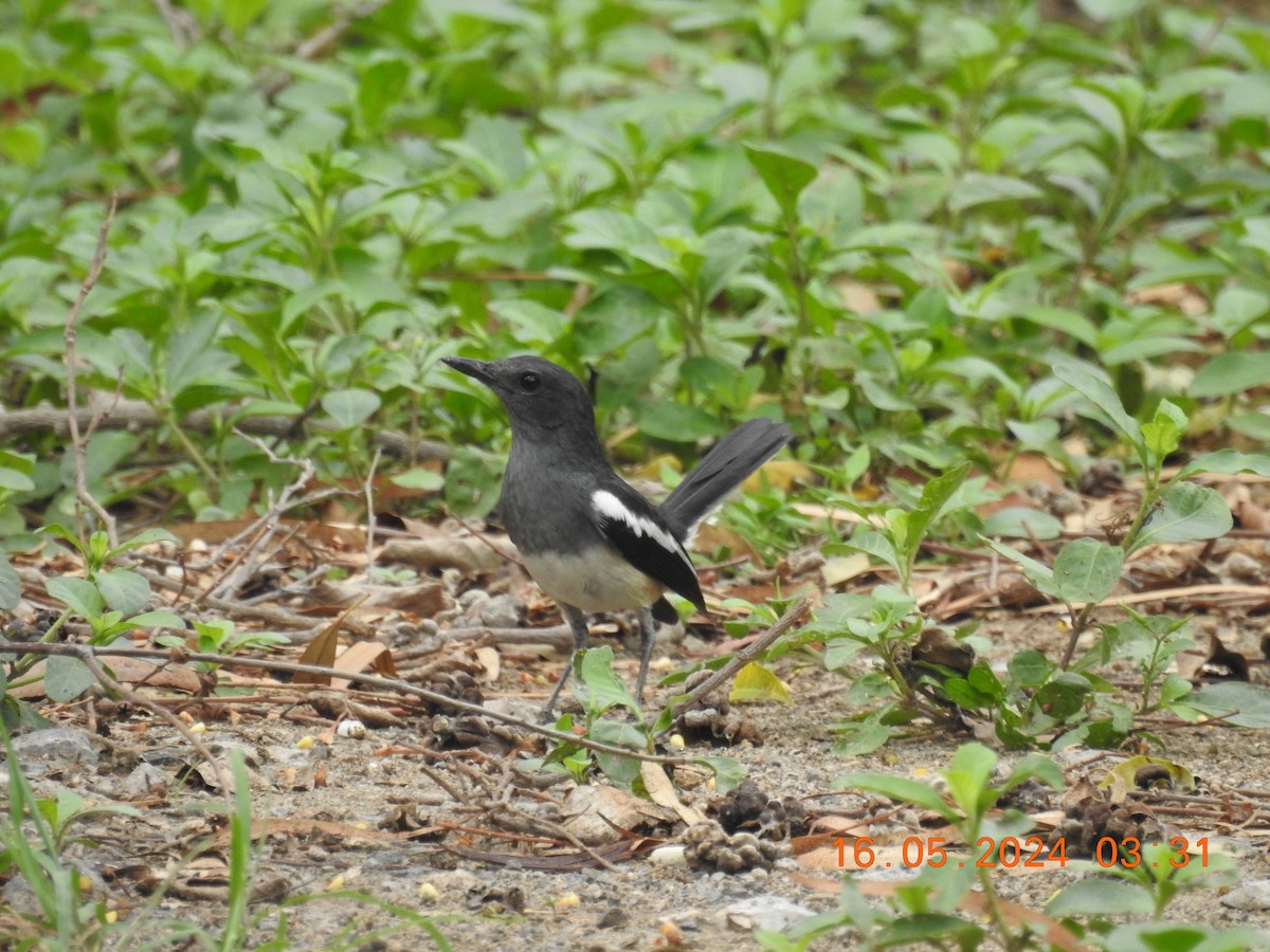 Oriental Magpie-Robin - ML620642801