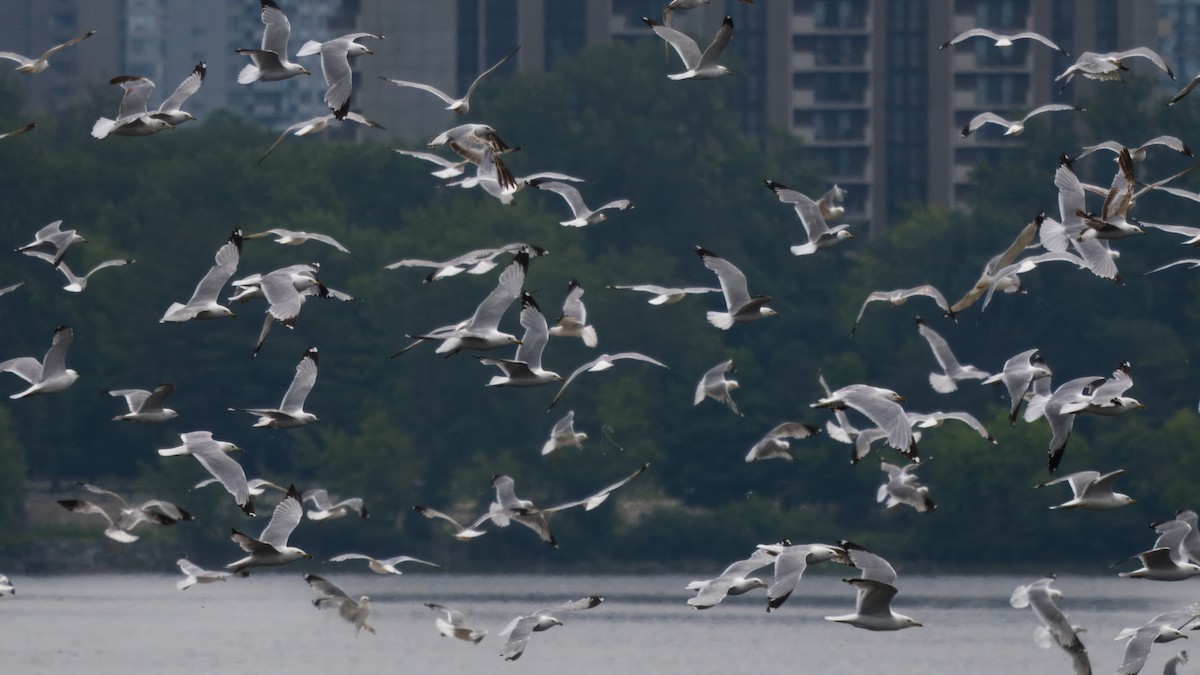 Ring-billed Gull - ML620642802