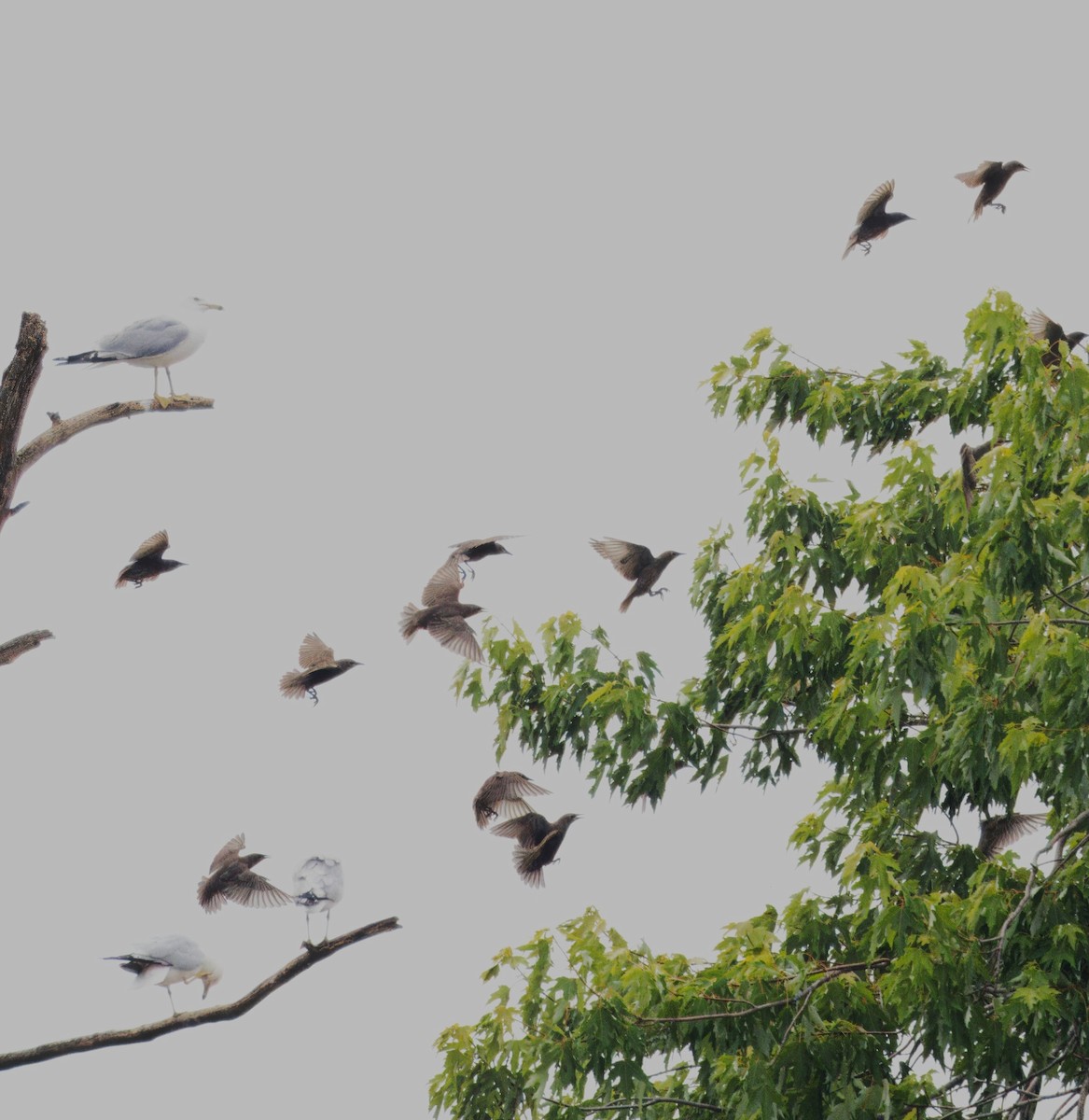 European Starling - Mark Cloutier