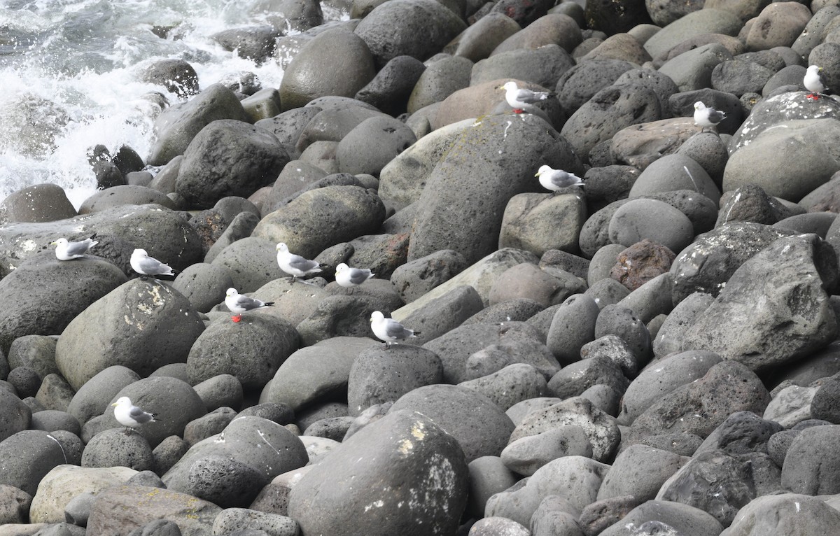 Red-legged Kittiwake - ML620642808