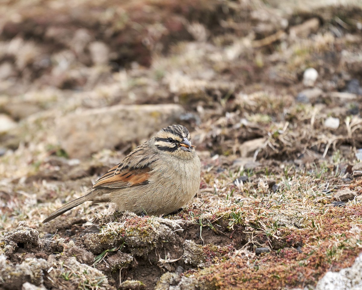 Cape Bunting - ML620642810