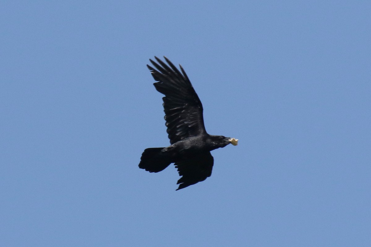 Common Raven - ML620642813