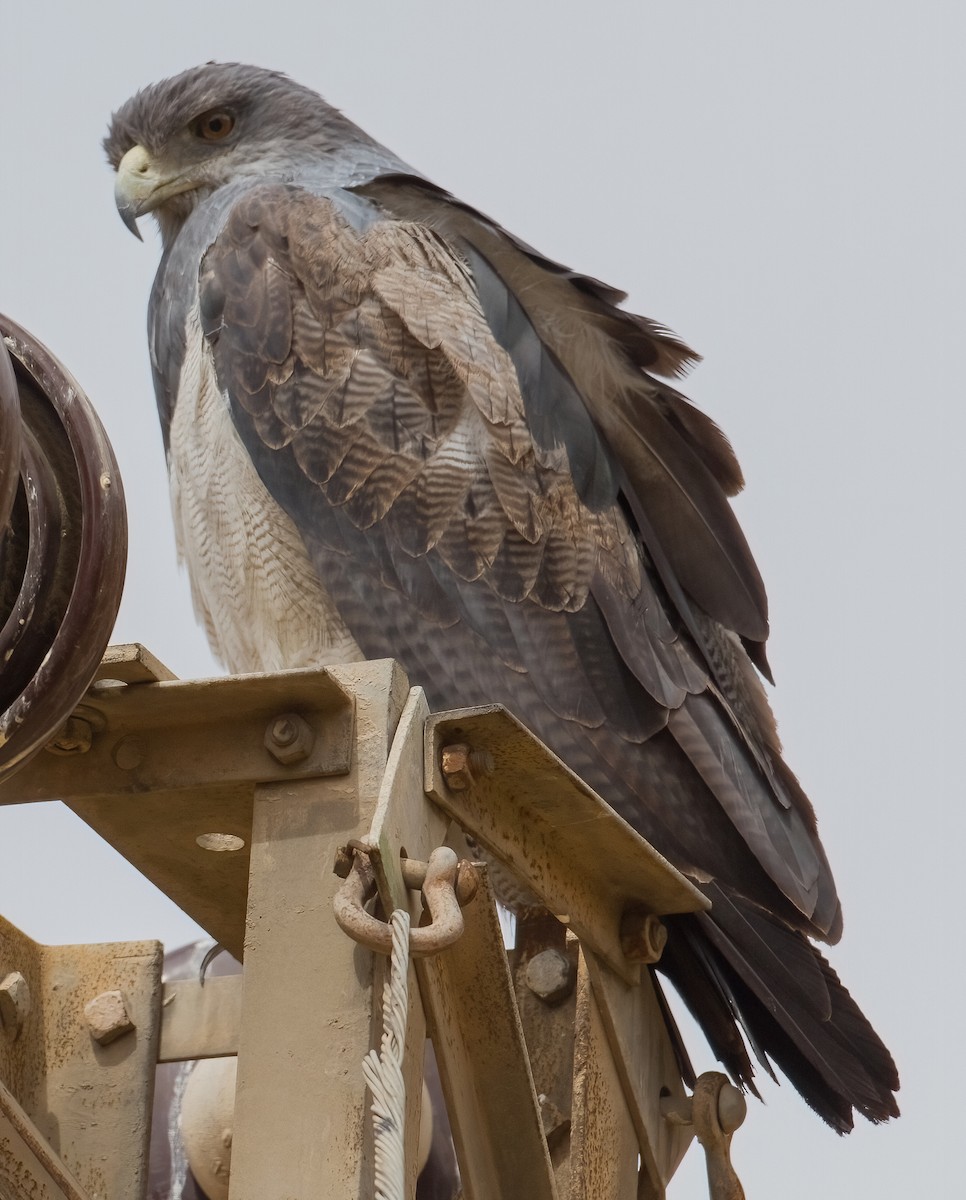 Black-chested Buzzard-Eagle - ML620642816