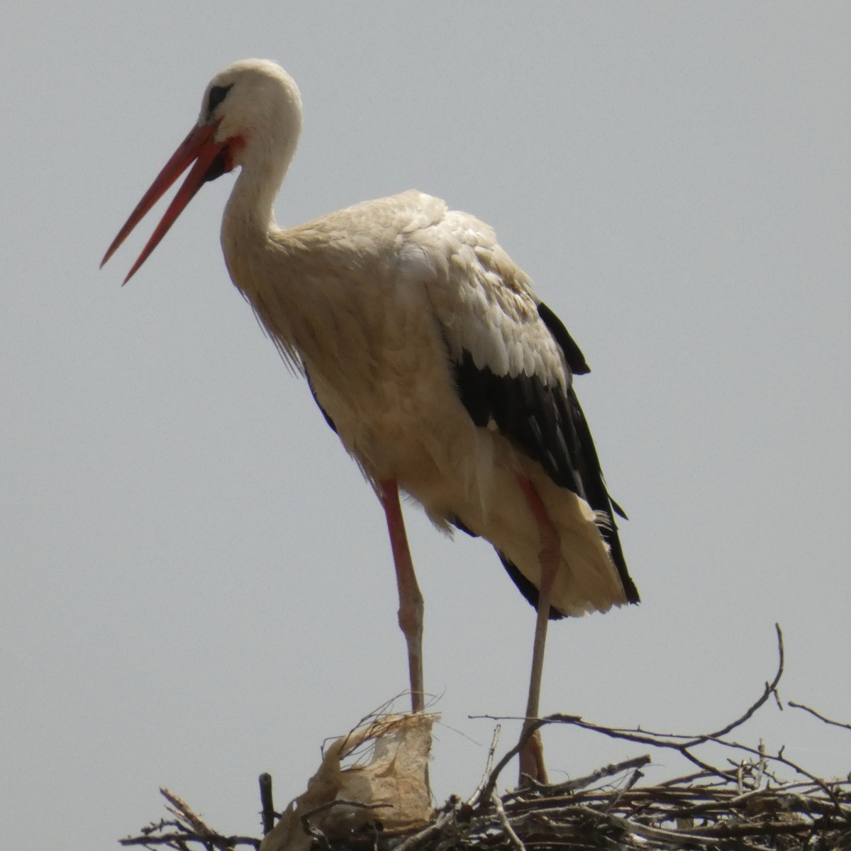 White Stork - ML620642817