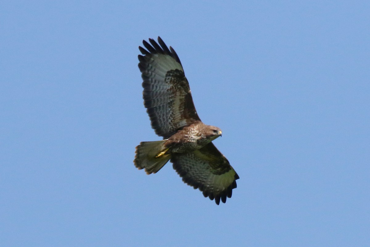 Common Buzzard - ML620642821