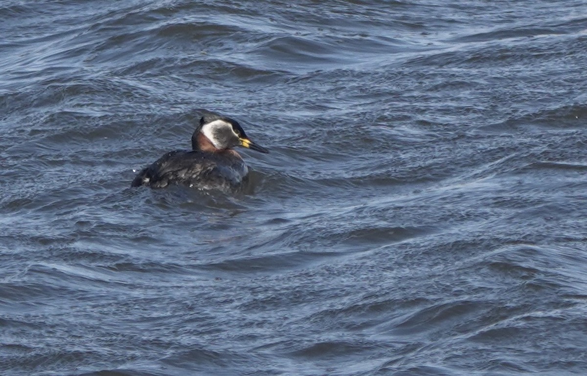 Red-necked Grebe - ML620642831