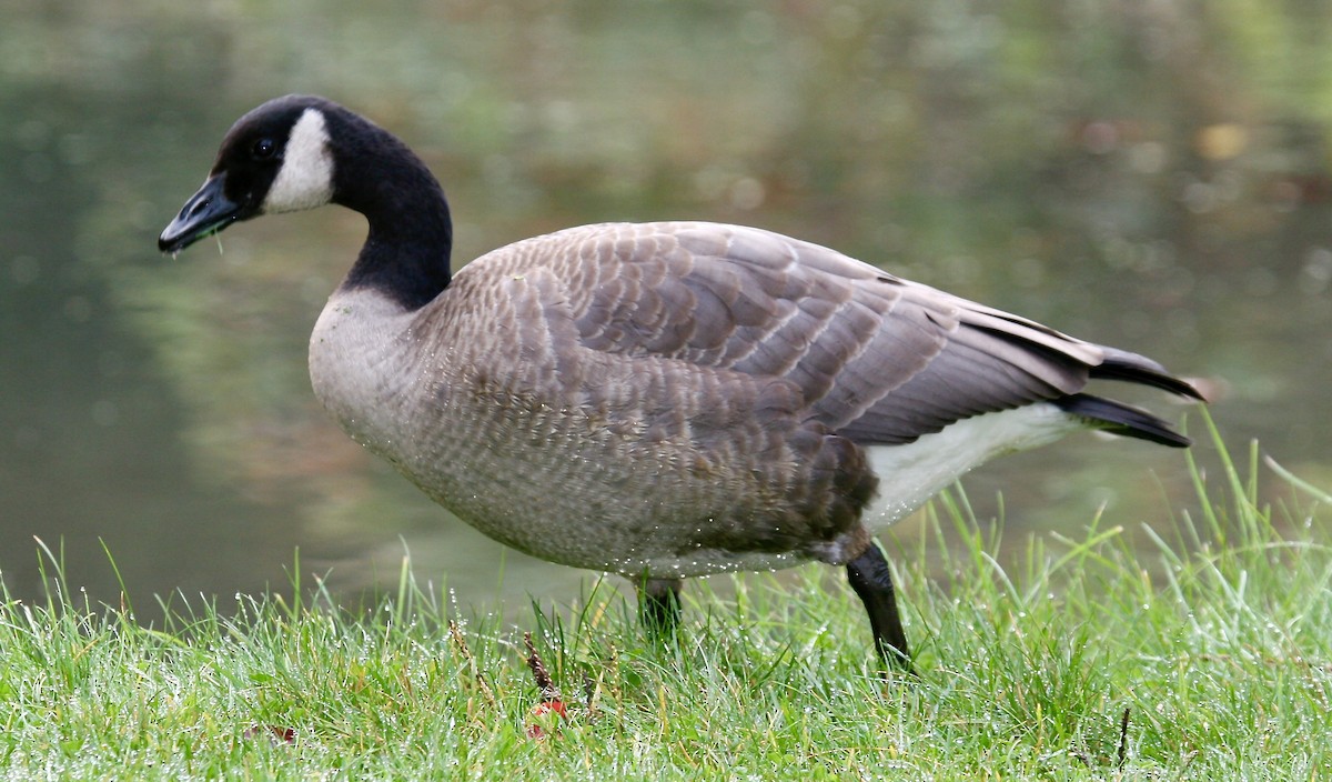 Canada Goose - ML620642841