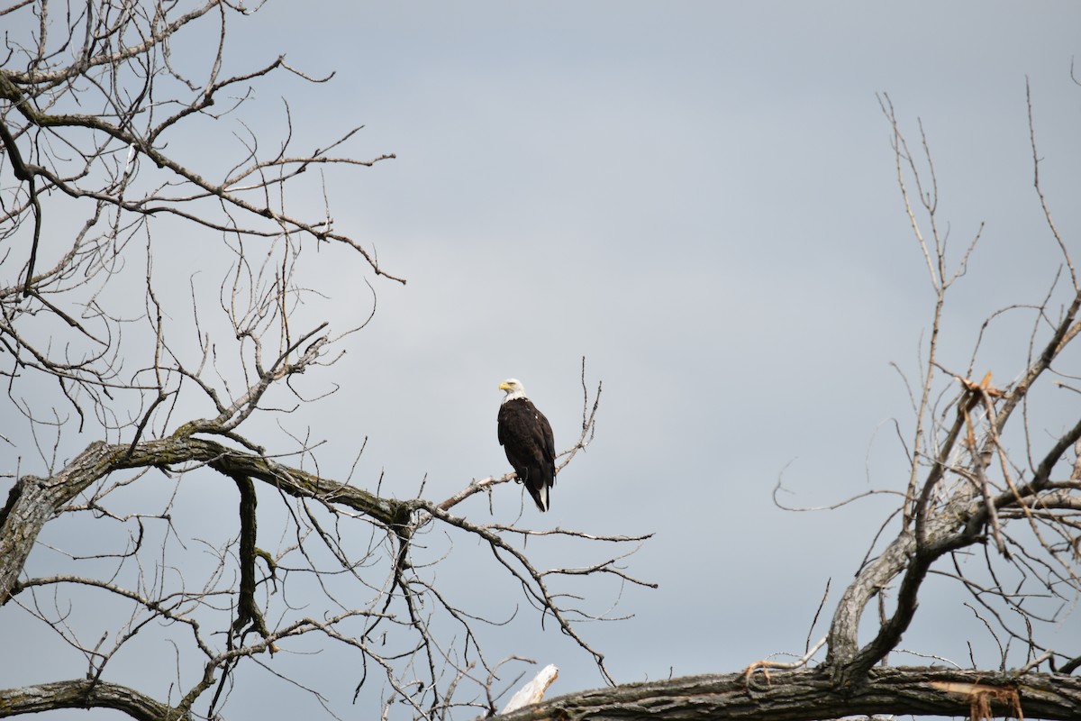 Bald Eagle - ML620642845