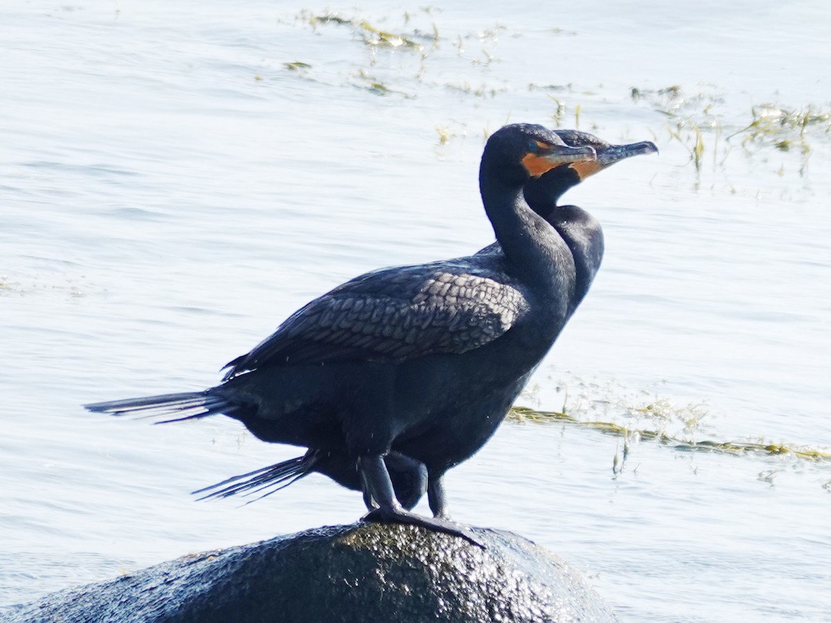 Double-crested Cormorant - ML620642846