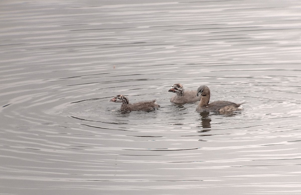 Pied-billed Grebe - ML620642848