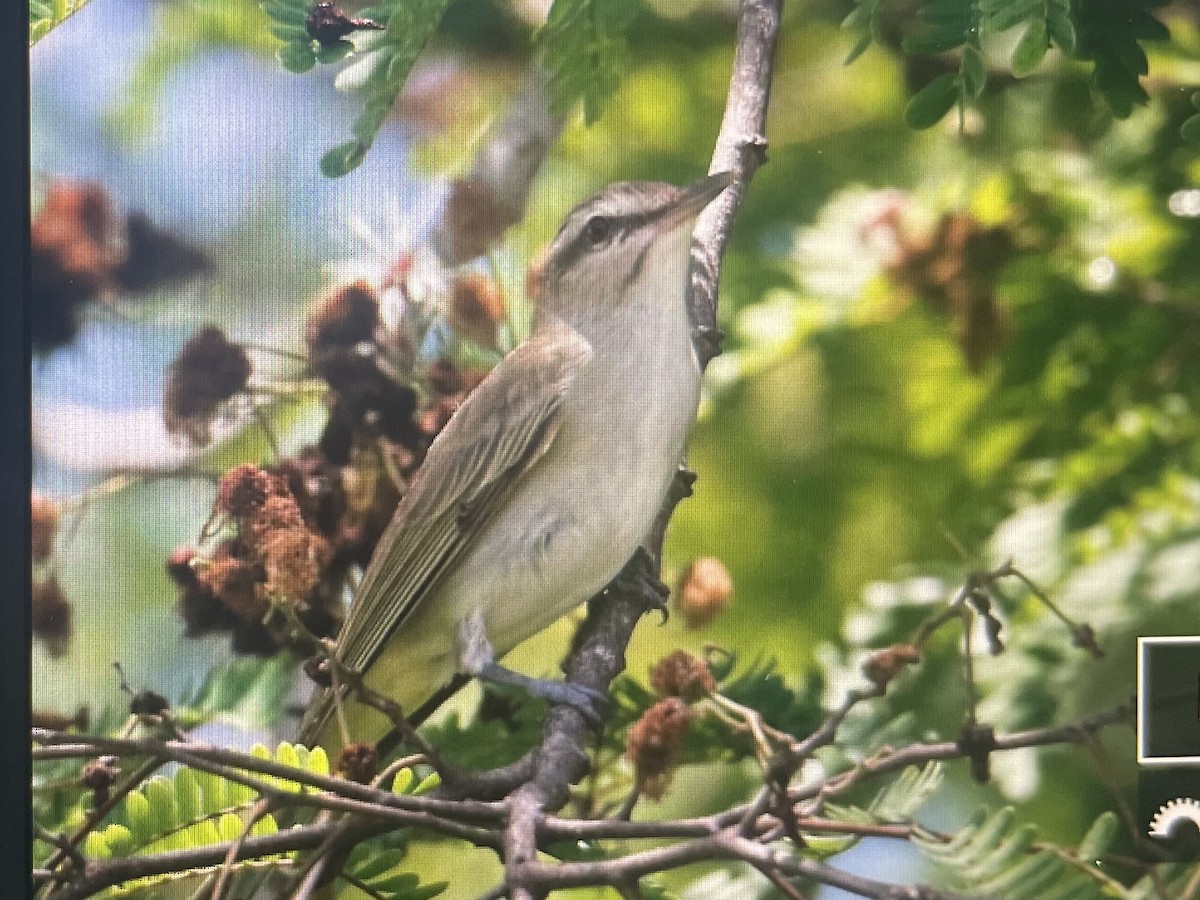 Black-whiskered Vireo - ML620642850