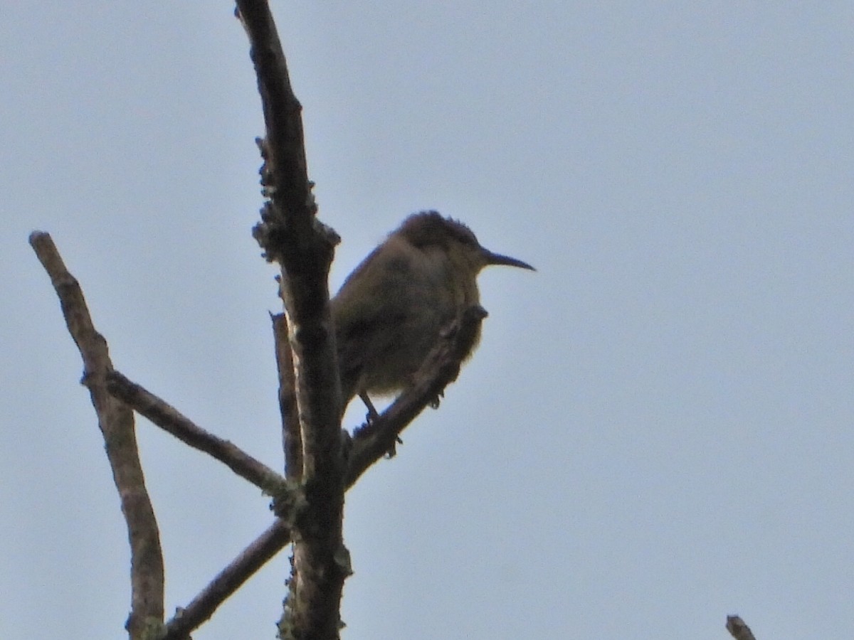 Red-legged Honeycreeper - ML620642851