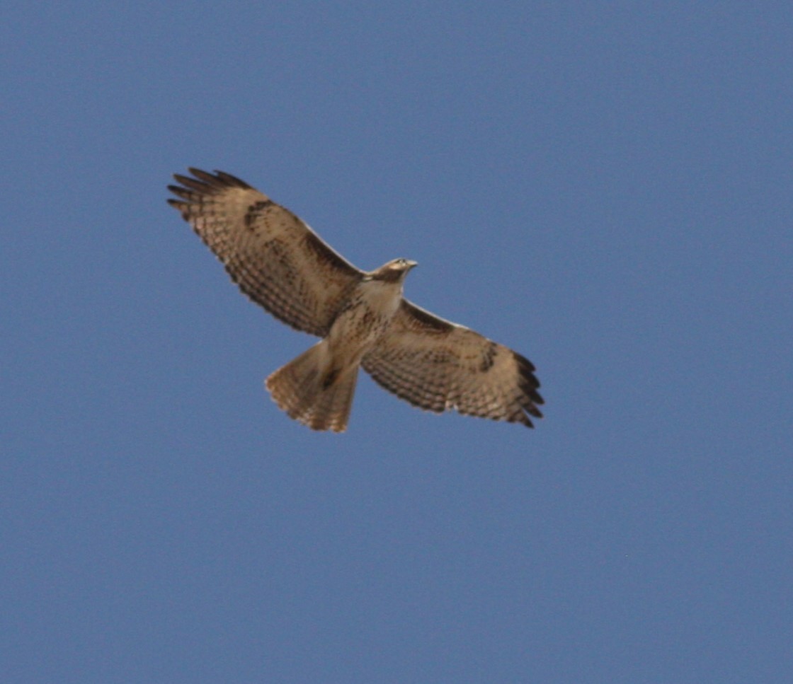 Red-tailed Hawk - ML620642853