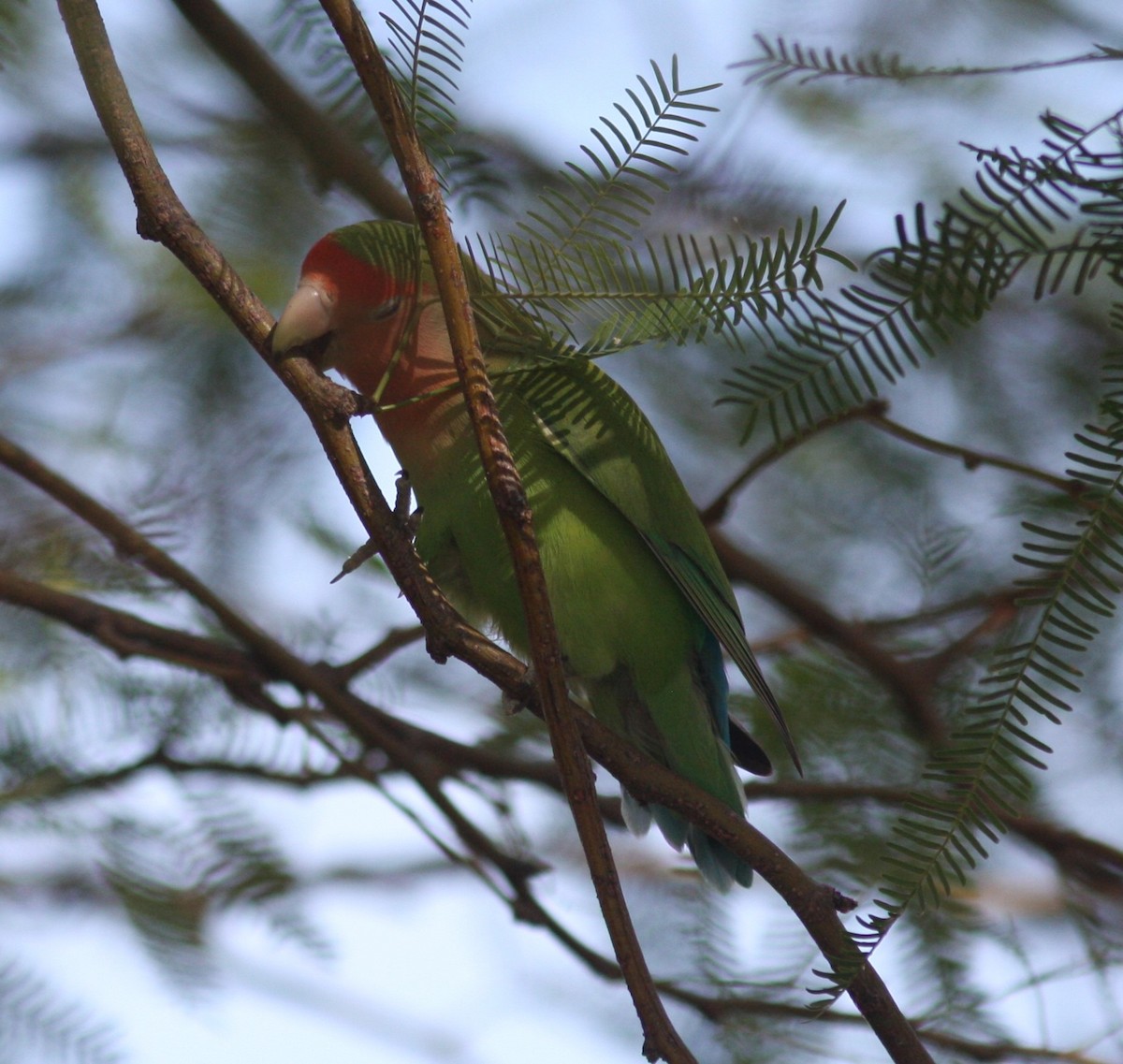 Rosy-faced Lovebird - ML620642858