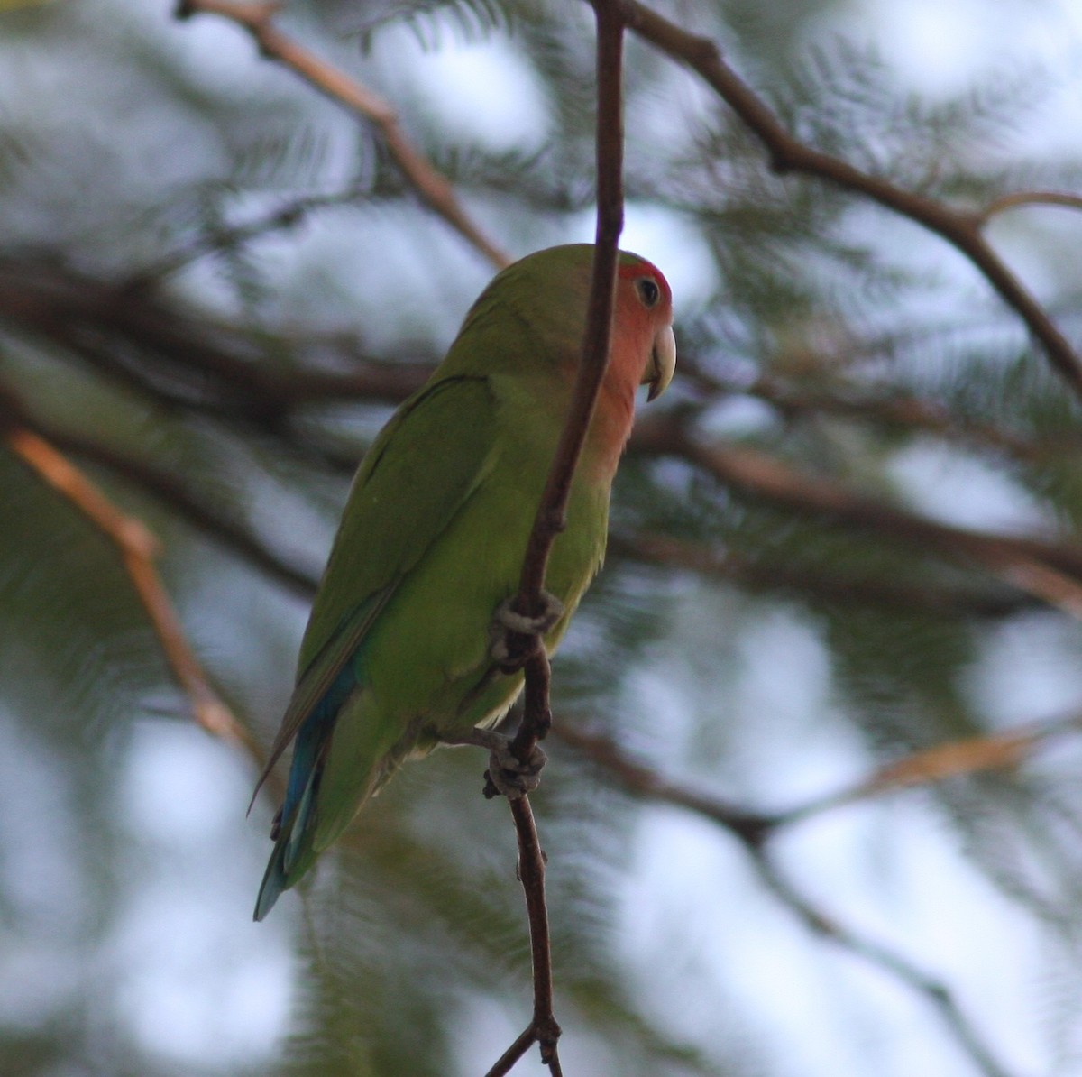 Rosy-faced Lovebird - ML620642861