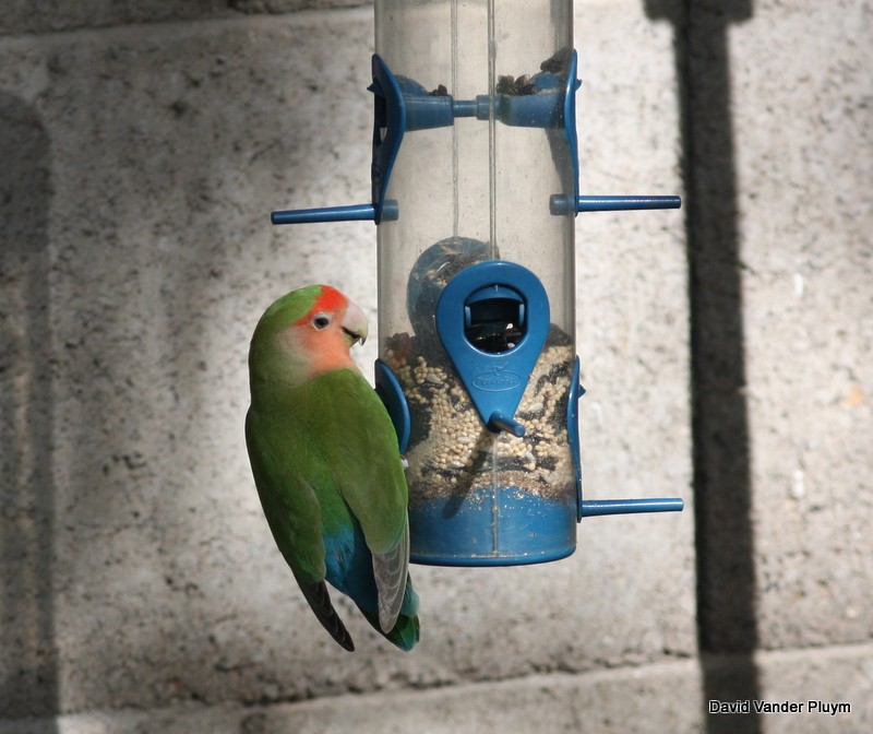 Rosy-faced Lovebird - ML620642862