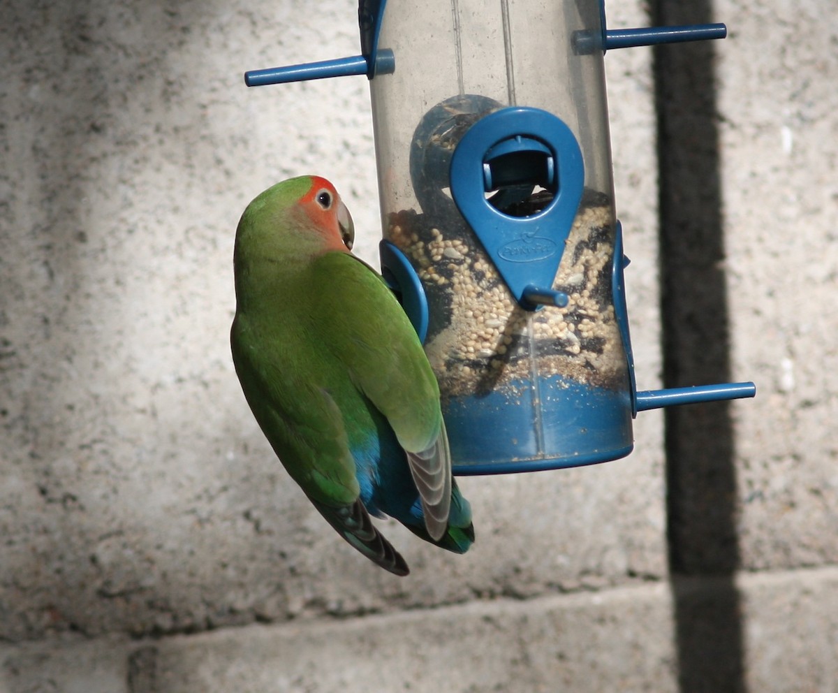 Rosy-faced Lovebird - ML620642863