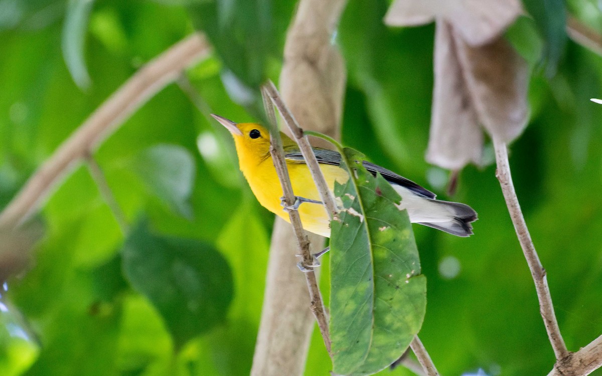 Prothonotary Warbler - ML620642864