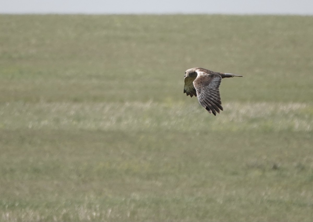 Western Marsh Harrier - ML620642867