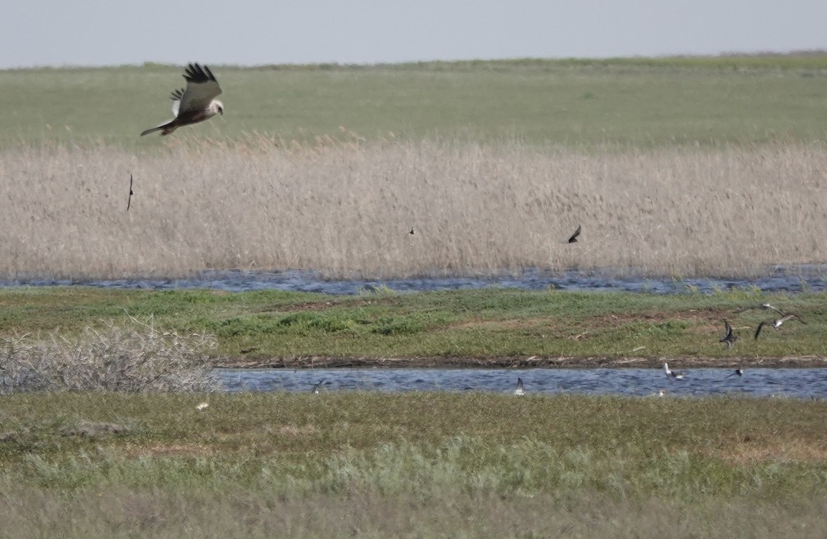 Western Marsh Harrier - ML620642870