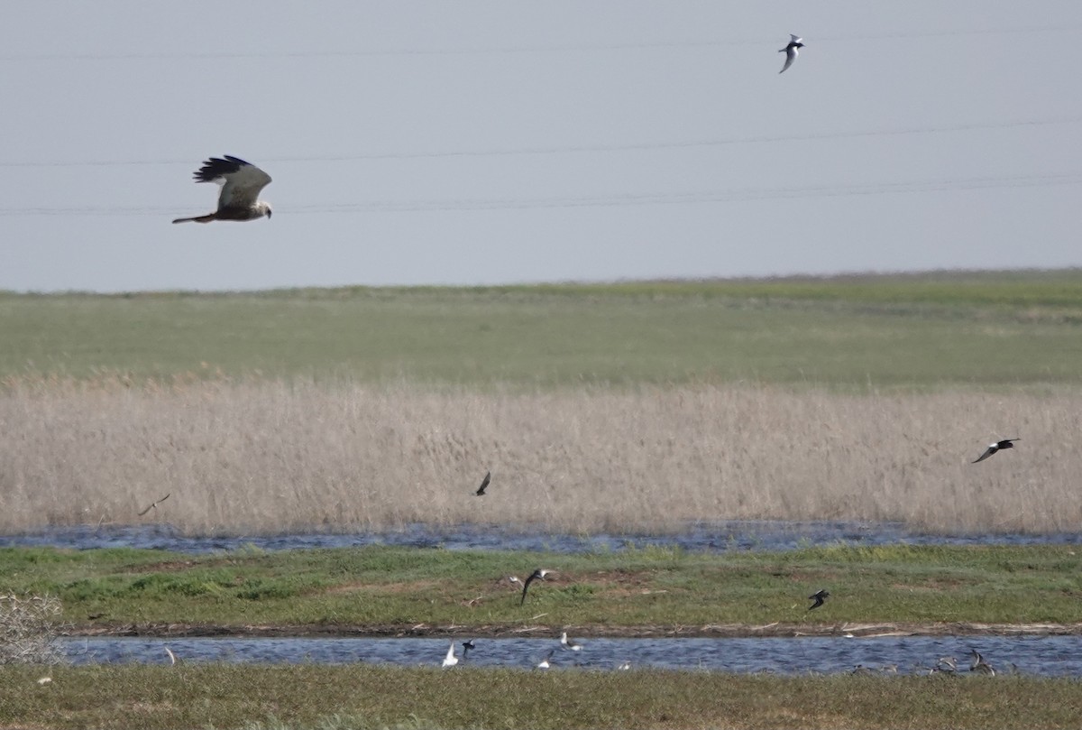 Western Marsh Harrier - Martin Kennewell