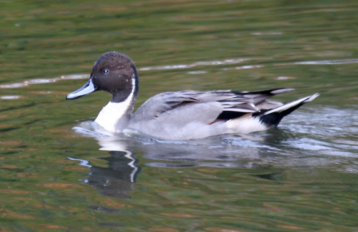 Northern Pintail - ML620642878